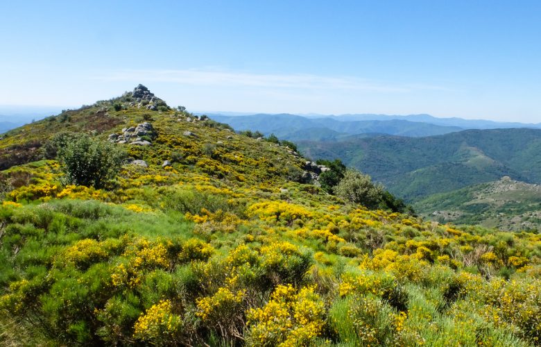 Moor with blooming brooms in the Cevennes mountains near Viallas, France